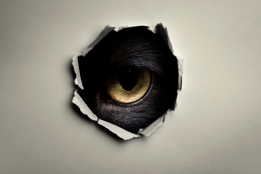 Animal eye peeking through a hole 