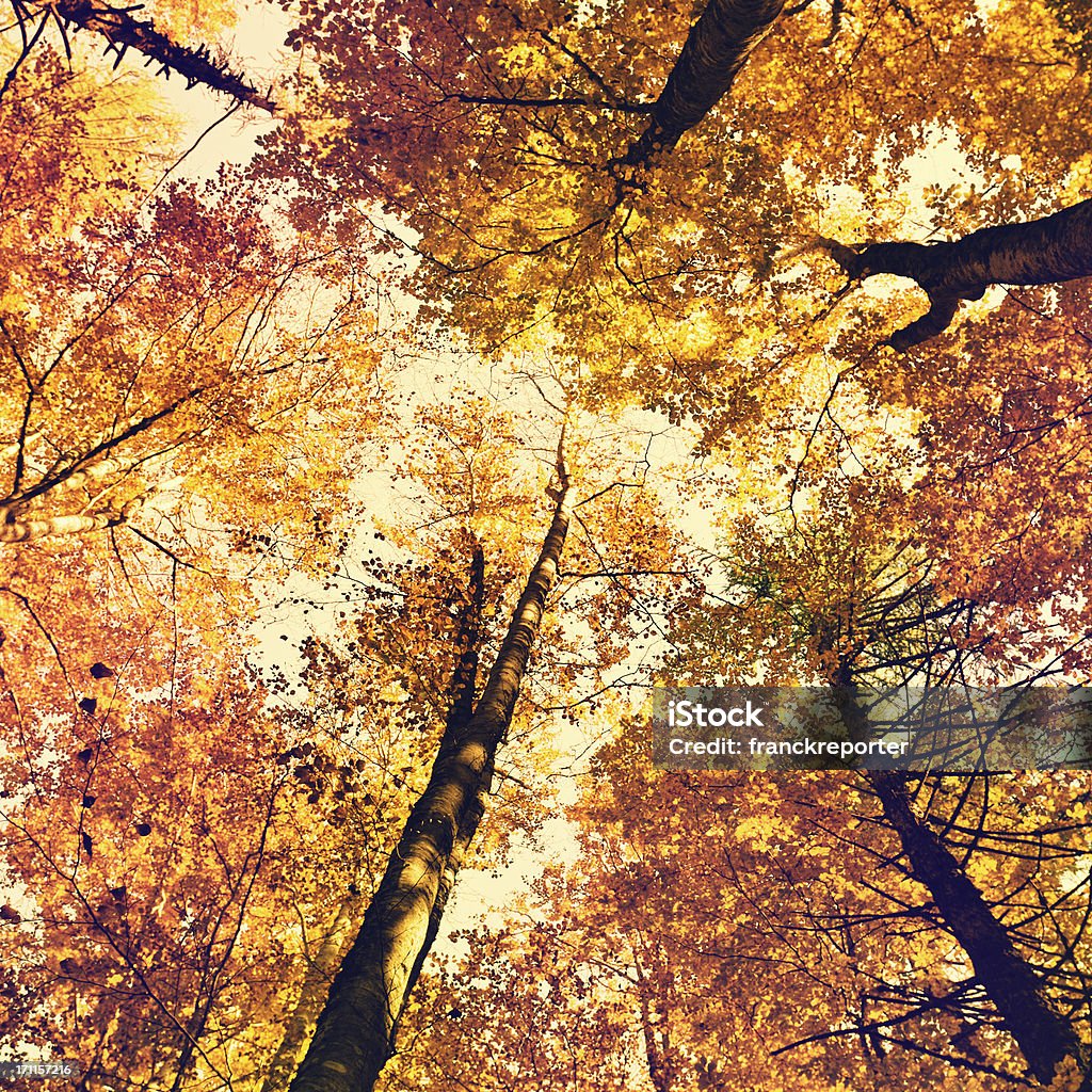 Jesienią drzewa w lesie - Zbiór zdjęć royalty-free (Bezpośrednio poniżej)