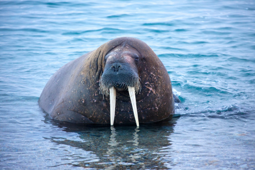 Walrus (Odebenus rosmarus) close up.  The walrus is the biggest seal in the arctic.The tusks are pure ivory and are used to defend the territory.