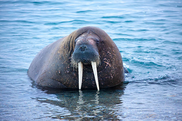 Walrus close up in Spitzbergen Walrus (Odebenus rosmarus) close up.  The walrus is the biggest seal in the arctic.The tusks are pure ivory and are used to defend the territory. walrus photos stock pictures, royalty-free photos & images