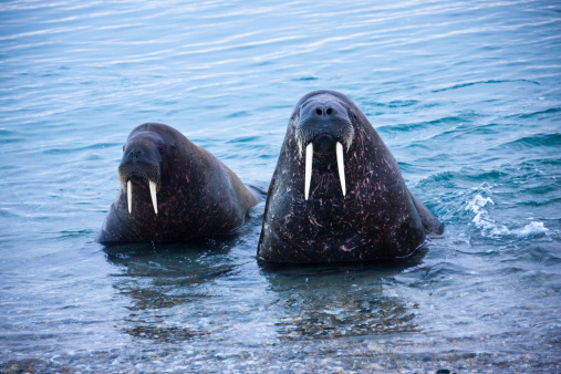 Walrus (Odebenus rosmarus) close up.  The walrus is the biggest seal in the arctic. The tusks are pure ivory and are used to defend the territory.