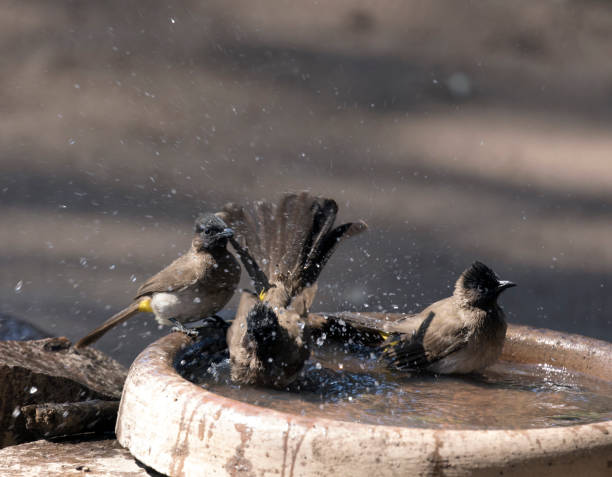 istock View of three common bulbul birds 1711573538