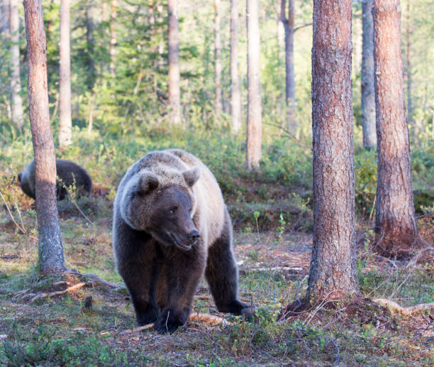 istock A view of brown bear during summer 1711574299