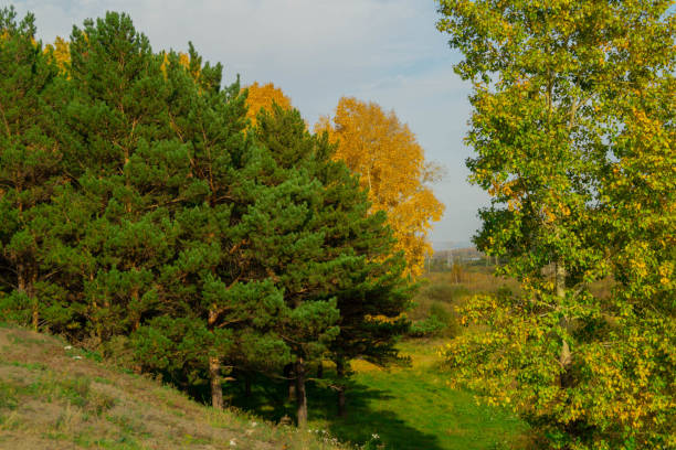 Sunny day in the forest, green and yellow trees.Autumn landscape.