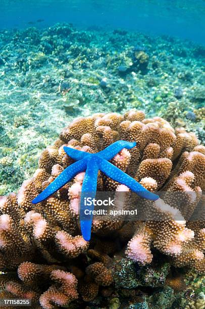 Photo libre de droit de Étoile De Mer Sur Bleu Corail banque d'images et plus d'images libres de droit de Étoile de mer - Étoile de mer, Au fond de l'océan, Bleu