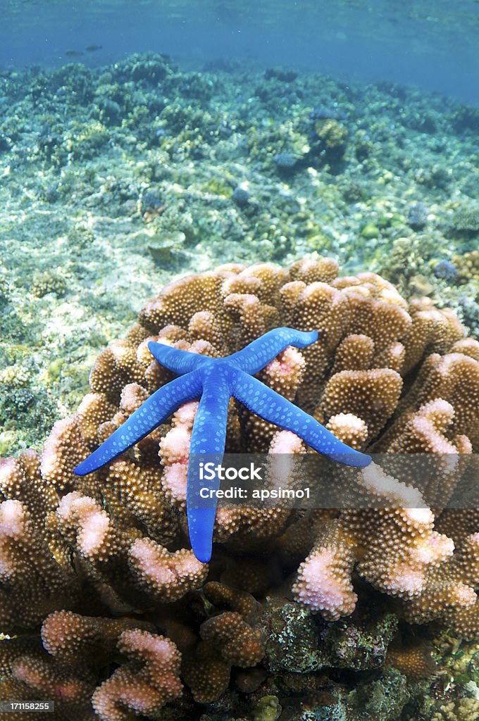 Голубая морская звезда на коралл - Стоковые фото Морская звезда роялти-фри