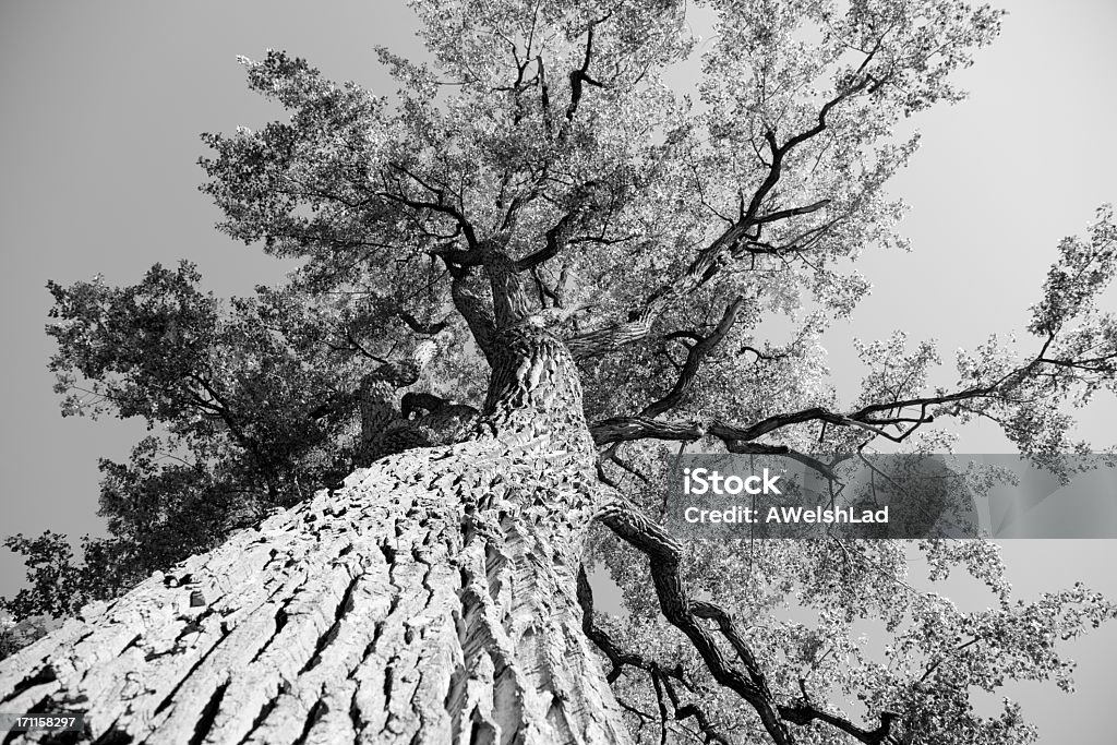 Big old olmo desde abajo - Foto de stock de Árbol libre de derechos