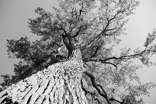 Big old elm tree seen from below