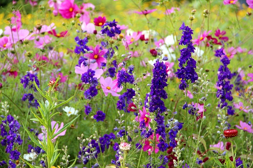 Cosmos flowers with tender white and pink petals blooming in sunny day under cloudy sky