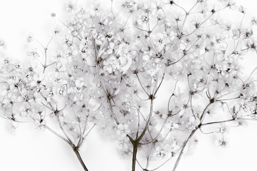 Dried elderflower, submersed by water, infusing in a white cup.