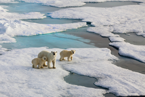 Tres osos polares en un flujo de hielo photo