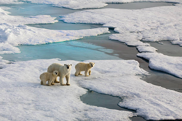 Three Polar bears on an ice flow Polar bear mother with two cubs on an ice flow in the arctic ocean.  Symbolic for climate situation in the arctic. Symbol for endangered wildlife by global warming. The picture is taken between Franz Josef Land and North pole in the russian arctic. It is a mother with a  1/2 years old cubs.Copy space. north pole photos stock pictures, royalty-free photos & images