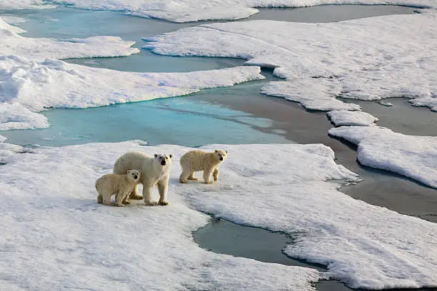 Polar bear mother with two cubs on an ice flow in the arctic ocean.  Symbolic for climate situation in the arctic. Symbol for endangered wildlife by global warming. The picture is taken between Franz Josef Land and North pole in the russian arctic. It is a mother with a  1/2 years old cubs.Copy space.