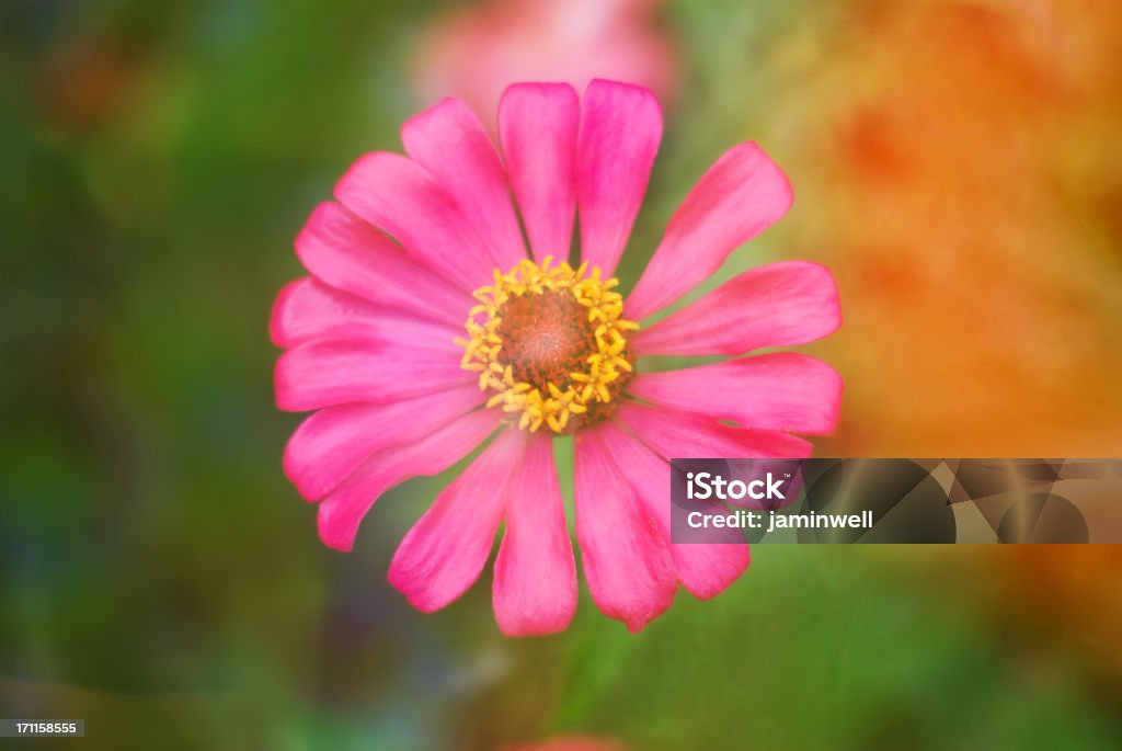 Fleur de beauté - Photo de Arbre en fleurs libre de droits