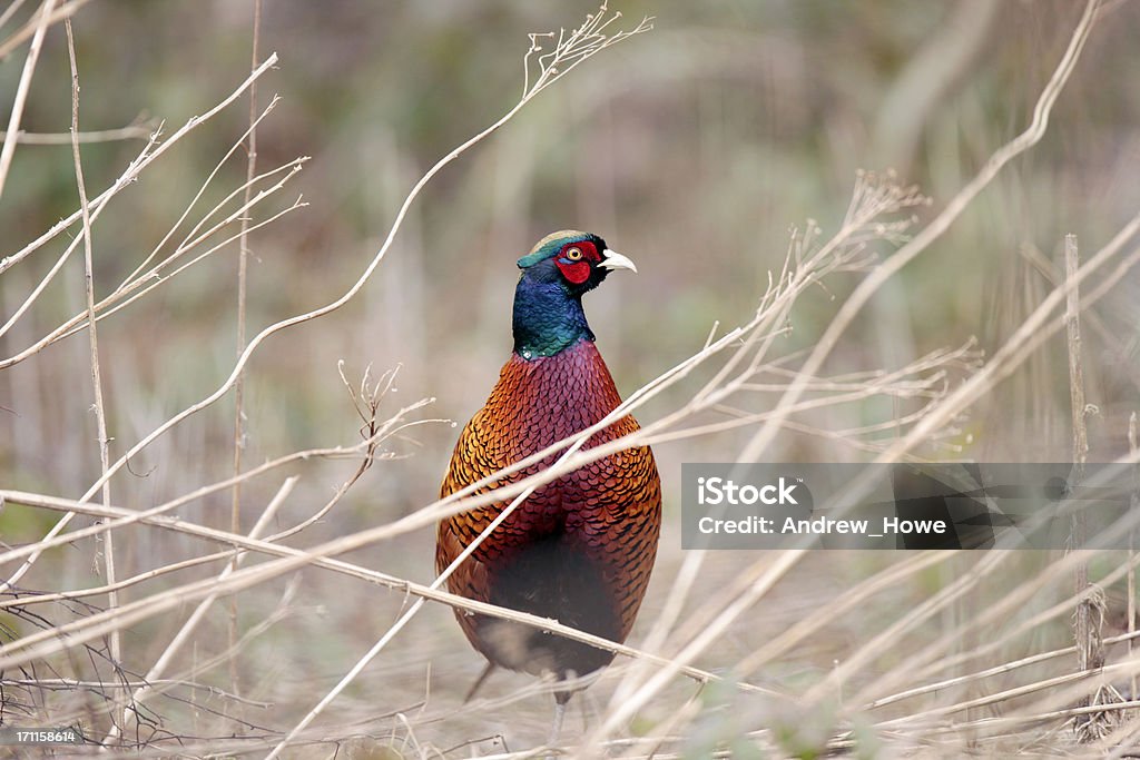 Faisan (Phasianus colchicus) - Photo de Animal mâle libre de droits