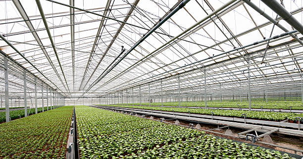 potted plants in greenhouse