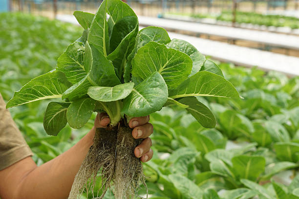 istock Hydroponics Vegetable in Hand at Farm (Green Cos Lettuce) 171158916