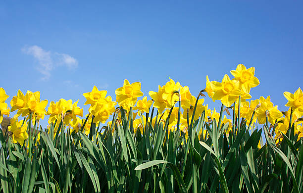 Daffodils contra el cielo azul - foto de stock