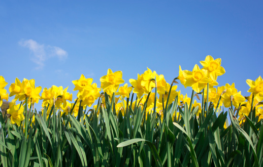 Daffodils against Blue sky