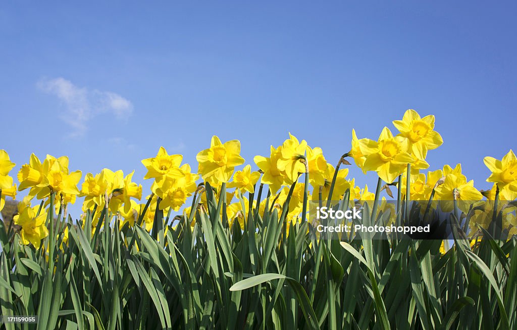 Daffodils against Blue sky Row of Daffodils against blue sky with small white cloud Daffodil Stock Photo