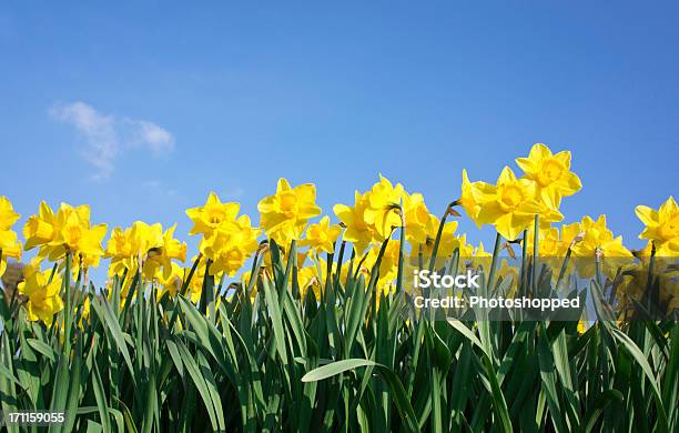 Daffodils Against Blue Sky Stock Photo - Download Image Now - Daffodil, Sky, Blue