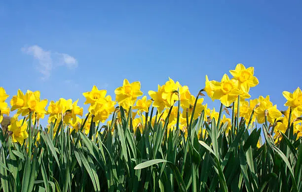Row of Daffodils against blue sky with small white cloud