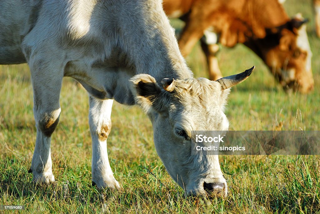 cattles - Zbiór zdjęć royalty-free (Jeść)