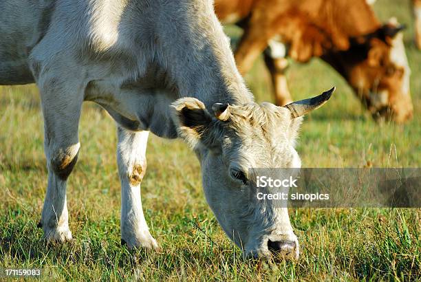 Cattles - zdjęcia stockowe i więcej obrazów Jeść - Jeść, Cielę, Bydło