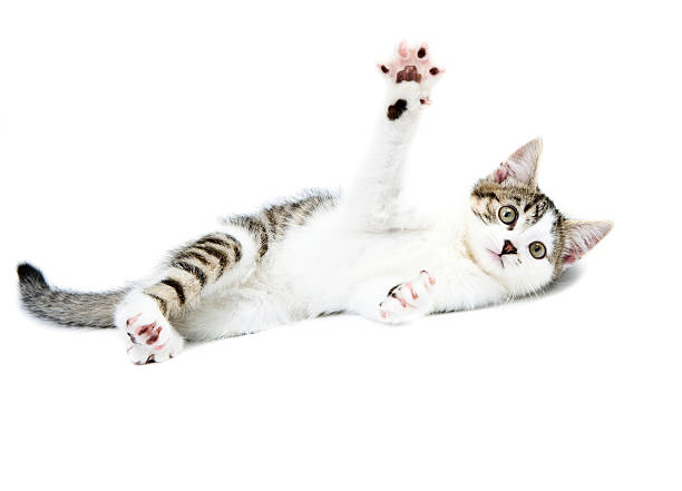 Cтоковое фото Полосатая кошка & White Kitten играет