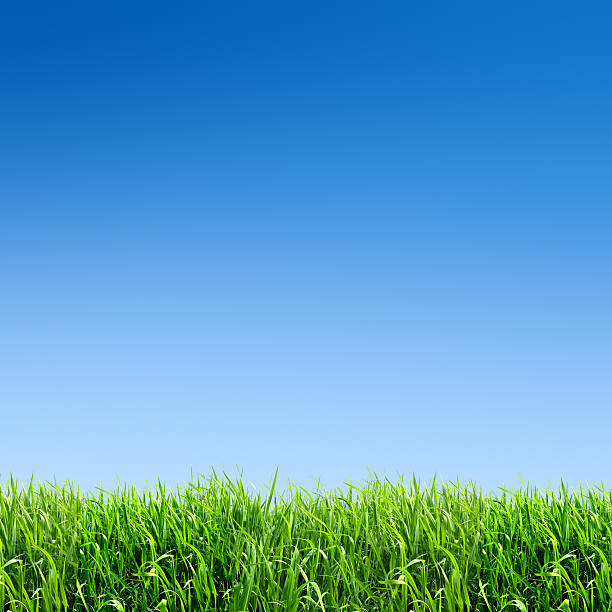 xxxl green grass field-con muchos copyspace - clear sky nobody blade of grass summer fotografías e imágenes de stock