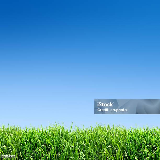 Xxxl Зеленой Траве В Поле С Много Copyspace — стоковые фотографии и другие картинки Трава - Трава, Синий, Крупный план