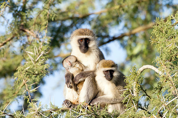 vervet monkeys with a baby up на дереве - зелёная мартышка стоковые фото и изображения