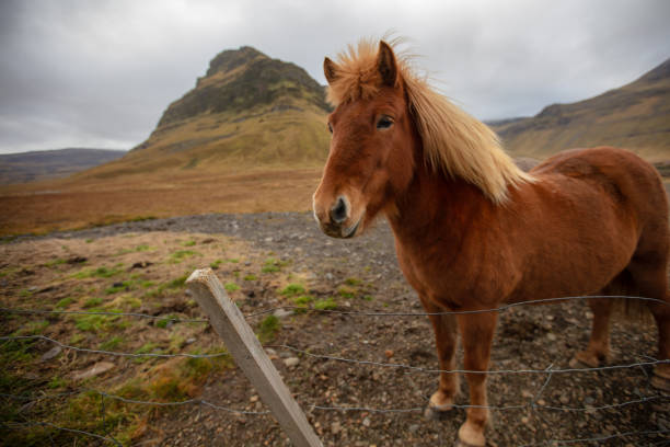 istock Icelandic Horse. 1711594590