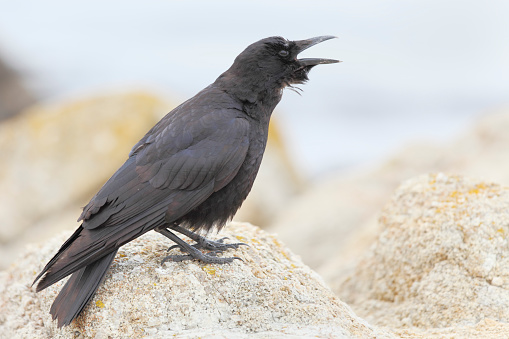 black crow at the beach.