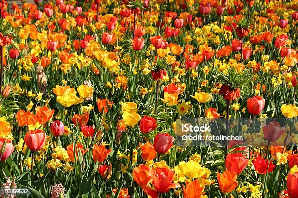 Bunte Blumebett Stockfoto und mehr Bilder von Blume - Blume, Blumenbeet, Blüte