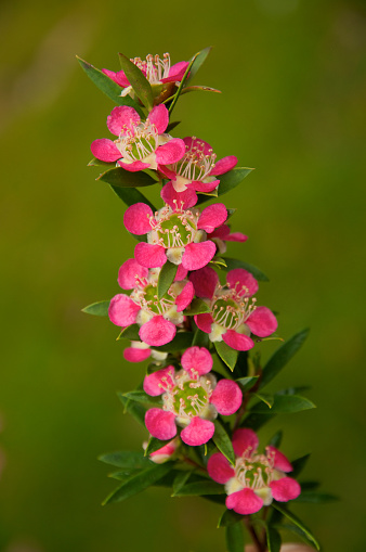 Boronia wild flower of Australia