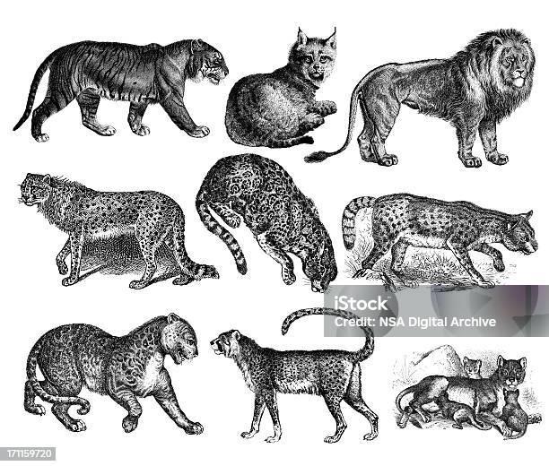 Vetores de Gatos Selvagensleão Tigre Lynx Cheetah Jaguar Com Estampa De Leopardo e mais imagens de Ilustração e Pintura