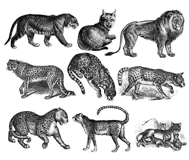 bildbanksillustrationer, clip art samt tecknat material och ikoner med wild cats - tiger, lion, lynx, cheetah, jaguar, leopard - däggdjur illustrationer