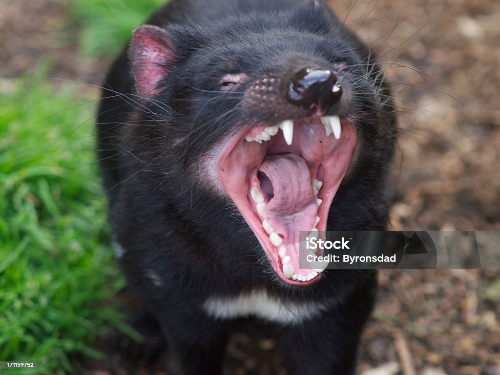 Demonio de tasmania boca - Foto de stock de Aire libre libre de derechos