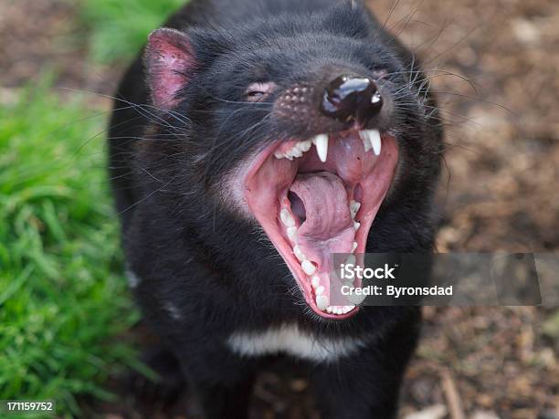 Demonio De Tasmania Boca Foto de stock y más banco de imágenes de Aire libre - Aire libre, Animal, Animales salvajes