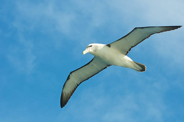 Shy Albatross flying ocean stock photo