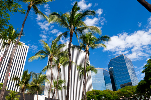 Palm trees and office buildings in downtown Honolulu, Hawaii