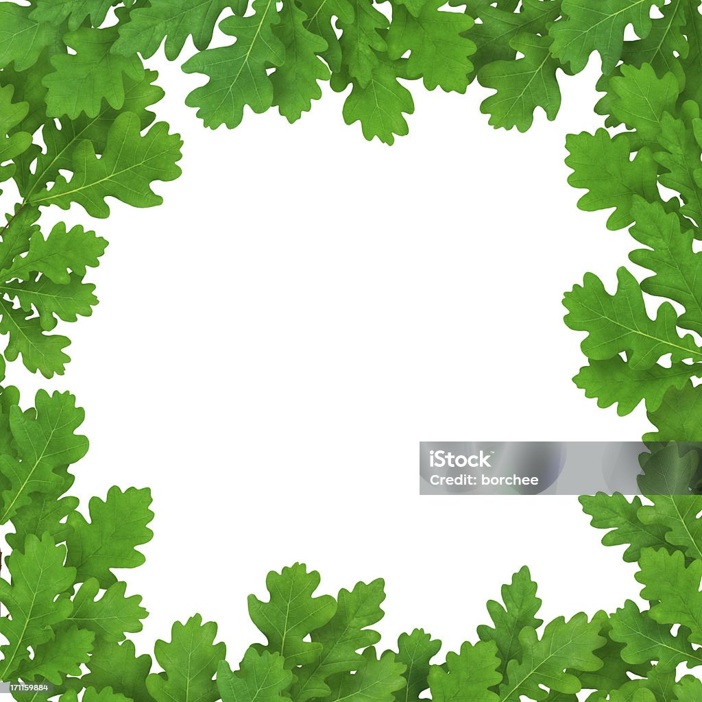 신선한 참나무 잎 흰색 배경의 - 로열티 프리 0명 스톡 사진