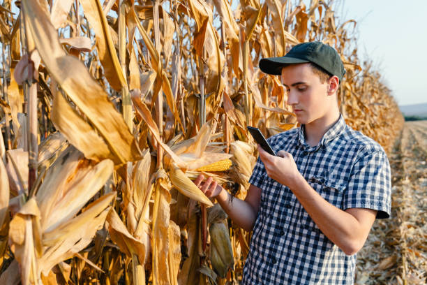 istock Male farmer examining corn crops with phone 1711600511