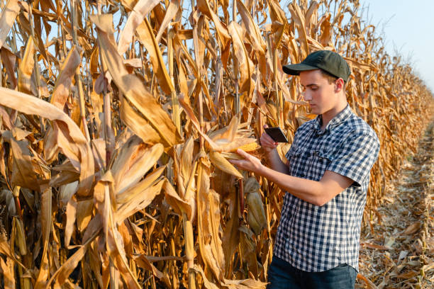 istock Male farmer examining corn crops with phone 1711600514