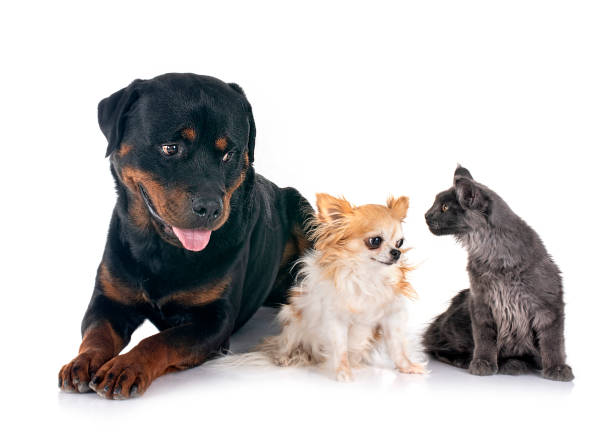 istock rottweiler, maine coon kitten and chihuahua 1711603331