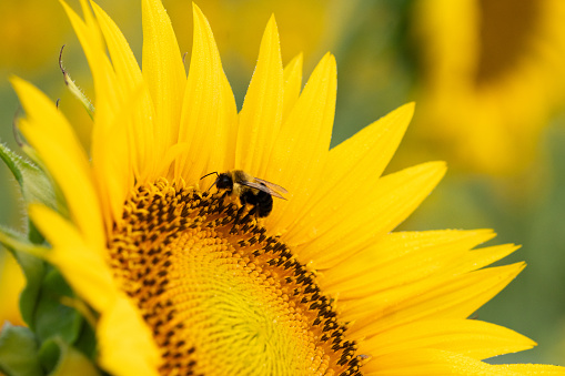 Profile of a bee crawling on the face of a sunflower; macro