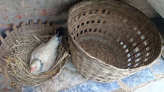 In India it is made of plaited willow tree branches, it is called kodi jalla or kodi butta in Indian language and it is used to cover chicken coops at night.