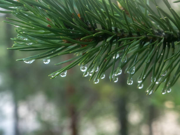 istock drops on a pine branch 1711613750