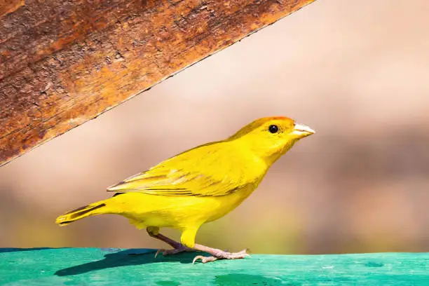 Orange-fronted yellow-finch cute bird close up portrait in the wild